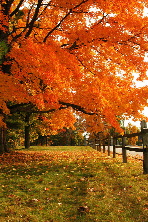 “Autumn that year painted the countryside in vivid shades of scarlet ...