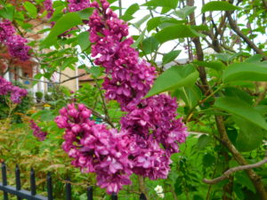 Reflections in Nature: Lilac bushes are in bloom and provide beautiful  smell