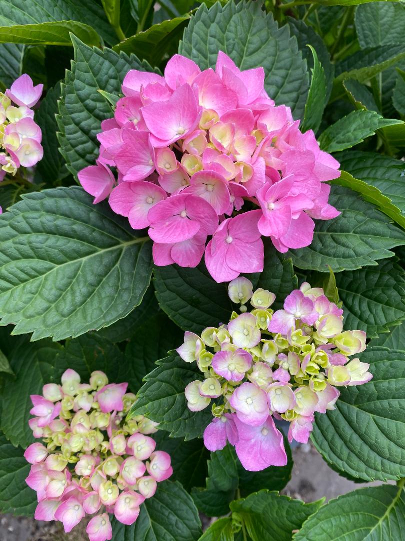 Hydrangea, Bue Danube. She is in an urn and has thrived for several ...